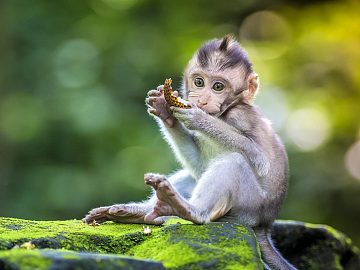 Zdjęcie kierunku: Bali